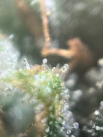 IMG_8222.jpeg
