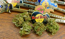 Hawaiian Sativa LR.jpg