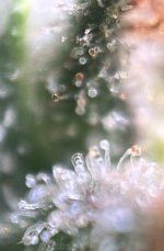 IMG_8372.jpeg