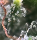 IMG_8370.jpeg