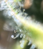 IMG_8366.jpeg