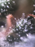 IMG_8569.jpeg