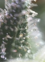 IMG_8572.jpeg