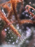 IMG_8576.jpeg