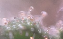 IMG_8578.jpeg