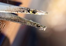 Early Queen Scissor Hash LR A(1).jpg