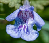 Blue Violet LR 2.jpg Blue Violet LR 2.jpg