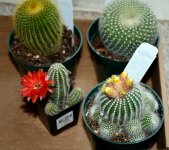 cacti 6_1.jpg cacti 6_1.jpg