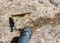Praying Mantis 2 100624 DSC_4006 LR.jpg