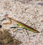 Mantis A.jpg