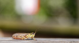 Mantis-1A.jpg