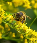Bumble Bee 2 DSC_3191 LR-1.jpg