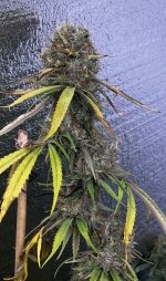 IMG_9320.jpeg
