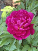 peony 1 2025.jpg
