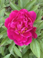 peony 2 2025.jpg