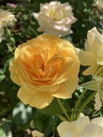 IMG_6857.jpeg