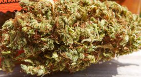 Neville's Haze LR(1).jpg