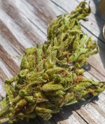 Jack Herer LR 1 .jpg
