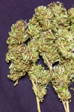 Northern Lights LR.jpg