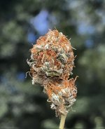 IMG_9624.jpeg