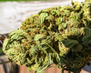 Jack Herer Auto20 LR.jpg