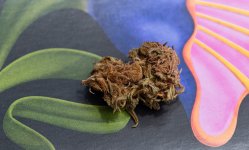 Afghan Haze #5 DSC_2103 LR. A.jpg