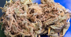  Afghan Haze #5 DSC_2125 LR_1.jpg