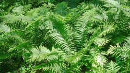 Ferns LR.jpg