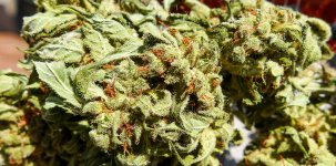 Jack Herer 3 LR.jpg