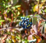 Blue Berries Sacandaga LR(1).jpg