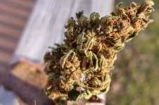 Jack Herer Autoflower P1070582 LR(1).jpg