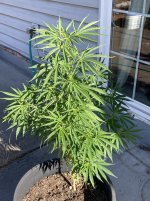 IMG_7237.jpeg