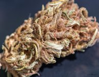 Afghan Haze #4 DSC_3700 LR A.jpg
