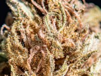 Afghan Haze #4 DSC_3671 LR A.jpg