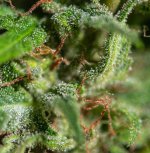 Afghan Haze#2 102024 DSC_5111 LR.jpg