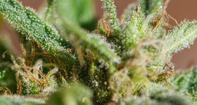 Afghan Haze #2 102024 DSC_5124 LR A .jpg