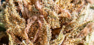 Afghan Haze #4 091324 DSC_3671  LR 2.jpg
