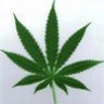 NWbud