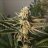 rarepheno